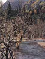 �Lƺ������